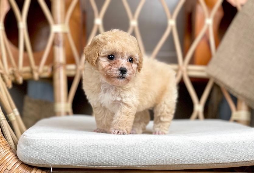 Poodle Tiny - Màu Kem (MS 04)