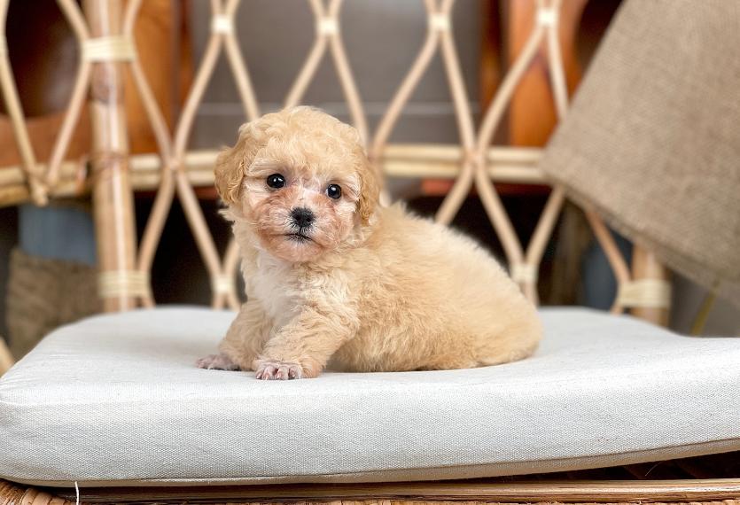 Poodle Tiny - Màu Kem (MS 04)
