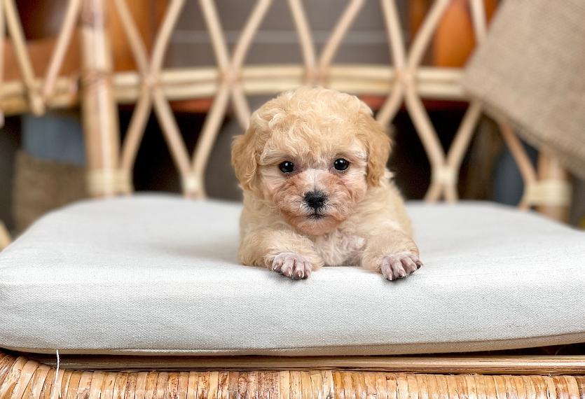Poodle Tiny - Màu Kem (MS 04)