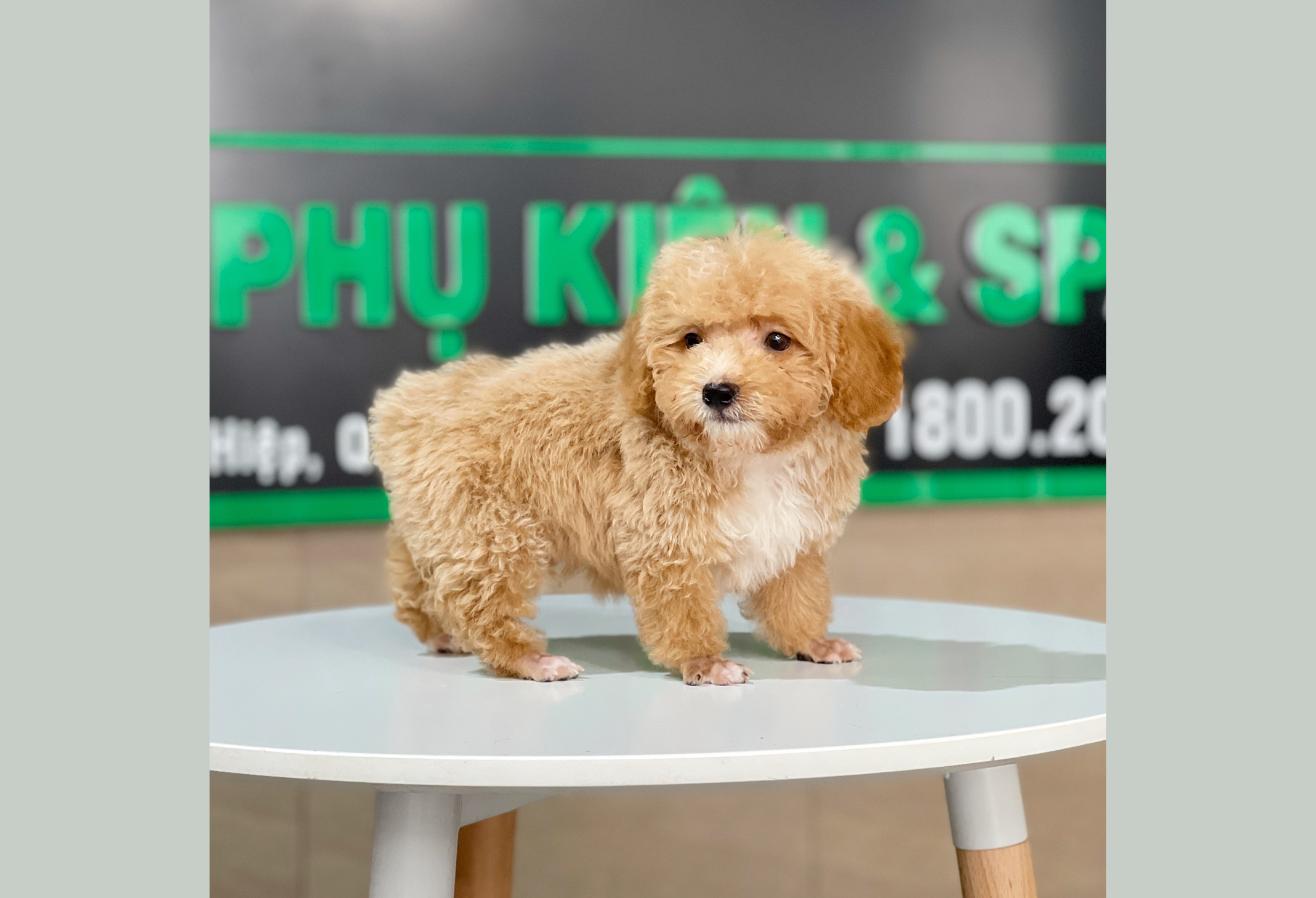 Poodle Tiny - Màu Mơ (MS 03)