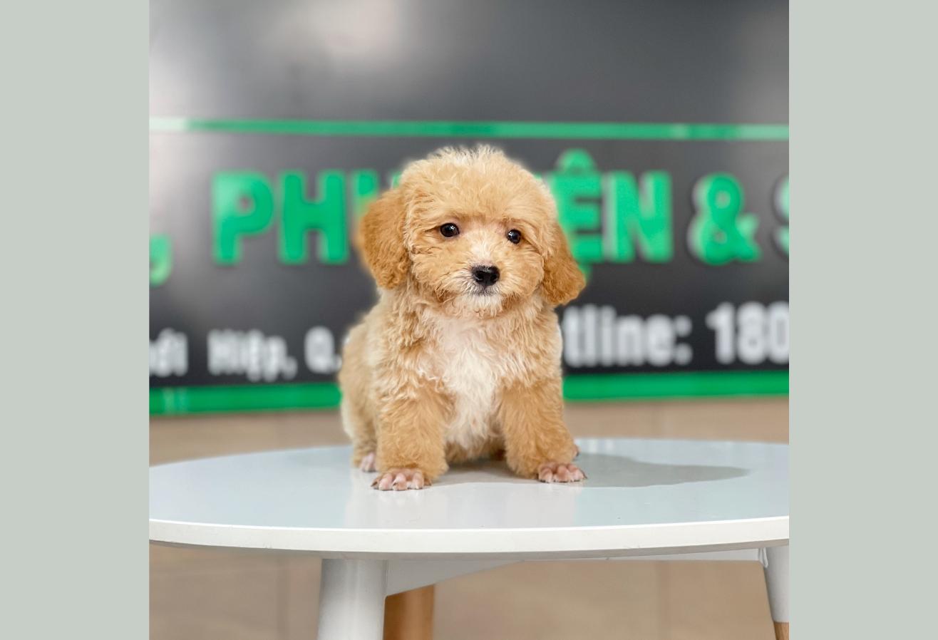 Poodle Tiny - Màu Mơ (MS 03)