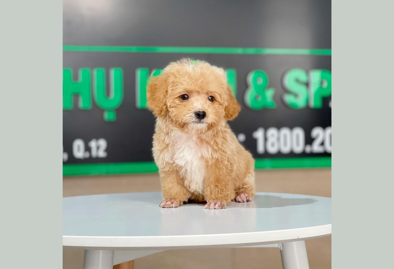 Poodle Tiny - Màu Mơ (MS 03)