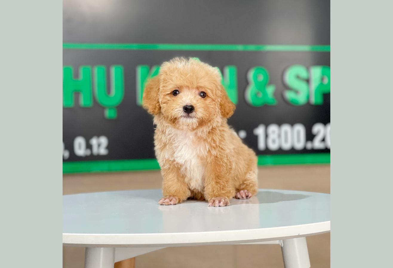 Poodle Tiny - Màu Mơ (MS 03)