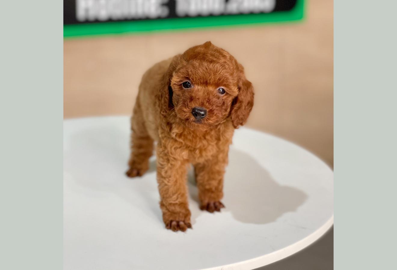 Poodle Tiny - Màu Nâu (MS 06)
