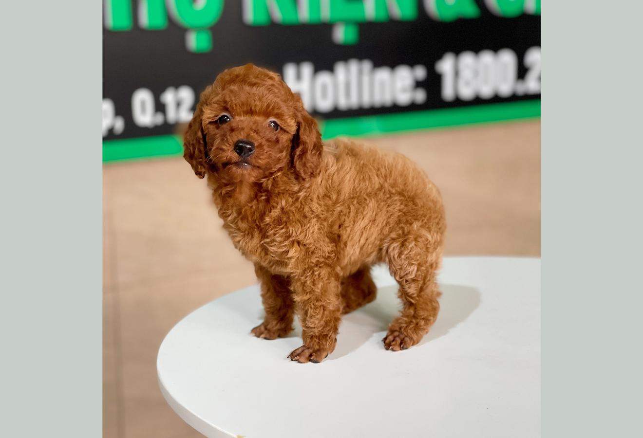 Poodle Tiny - Màu Nâu (MS 06)