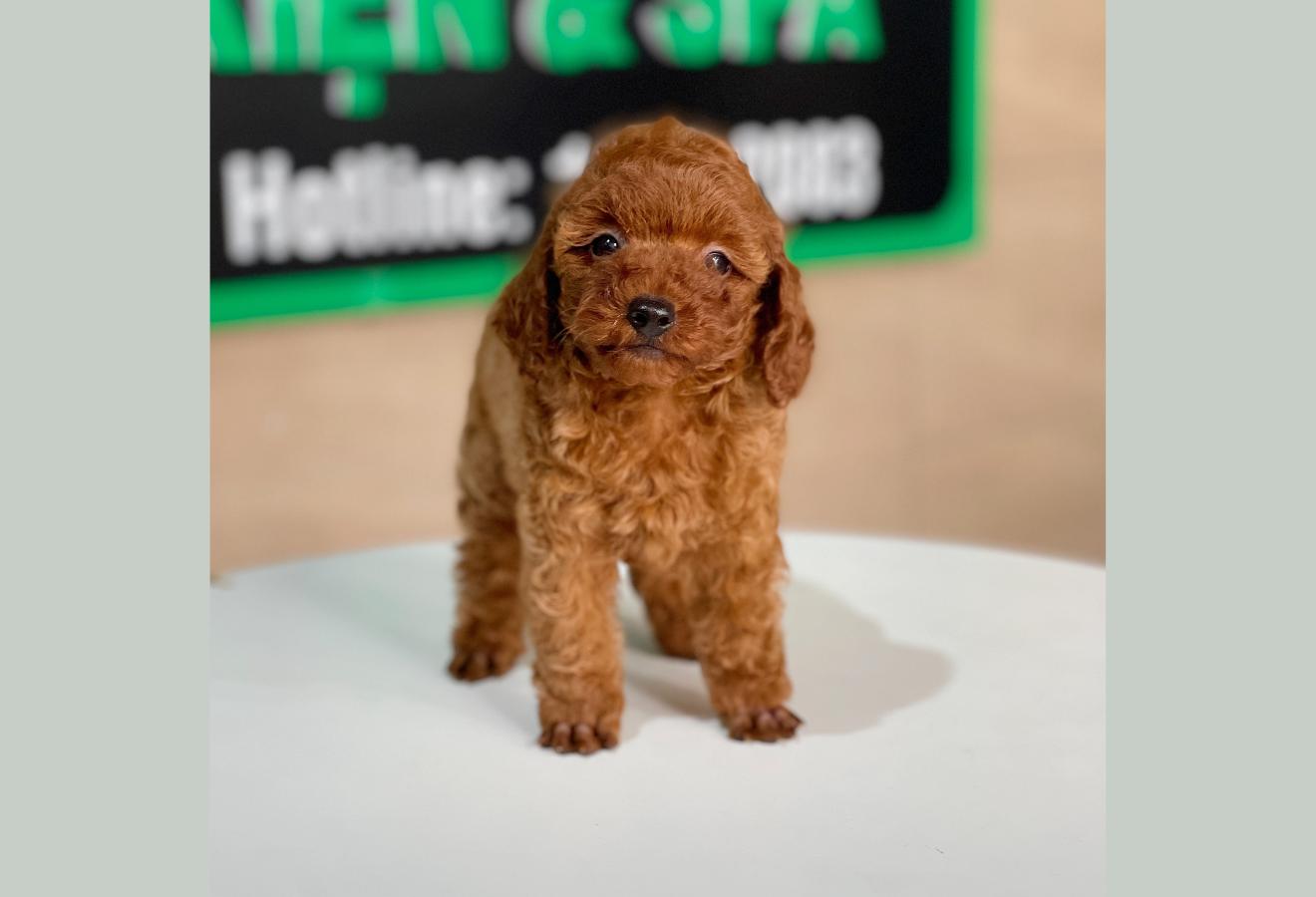Poodle Tiny - Màu Nâu (MS 06)