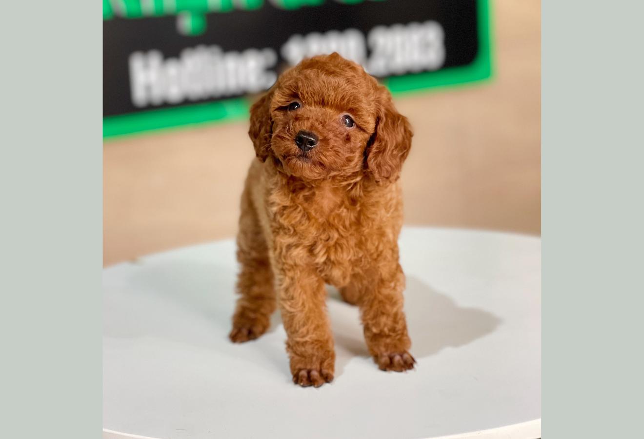 Poodle Tiny - Màu Nâu (MS 06)