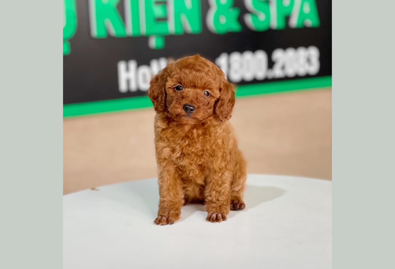 Poodle Tiny - Màu Nâu (MS 06)