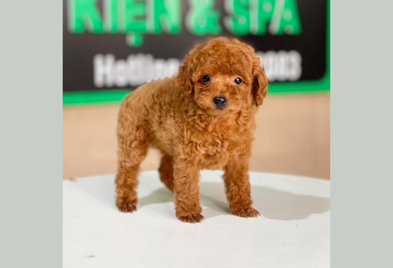 Poodle Tiny - Màu Nâu (MS 07)