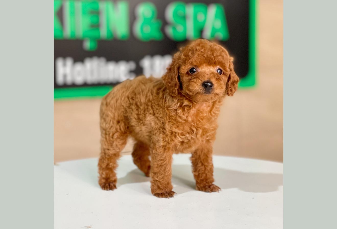Poodle Tiny - Màu Nâu (MS 07)