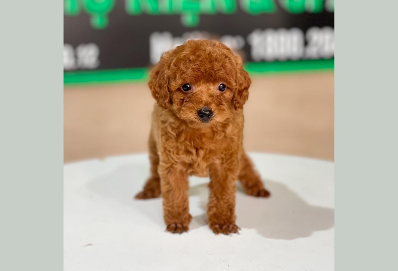 Poodle Tiny - Màu Nâu (MS 07)