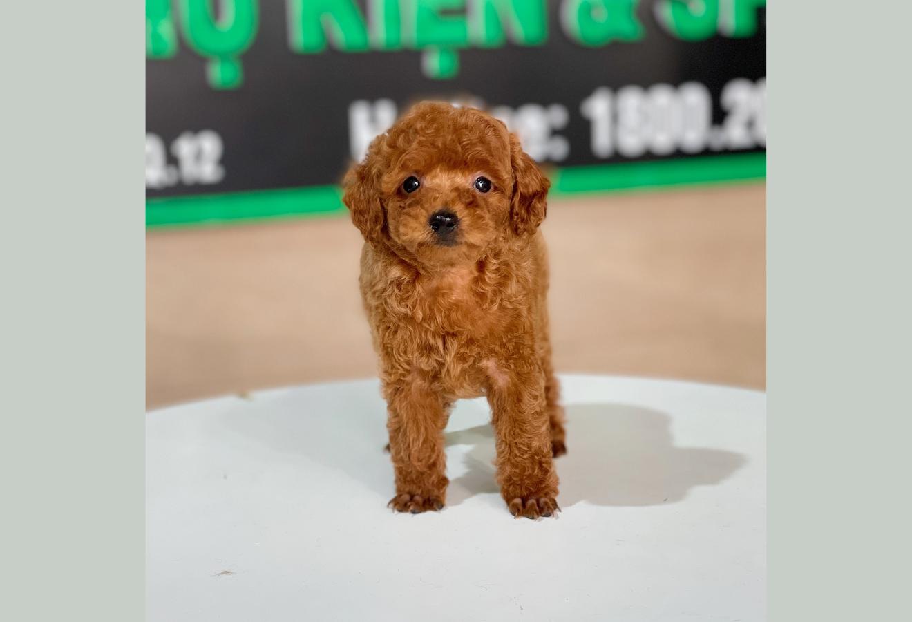 Poodle Tiny - Màu Nâu (MS 07)