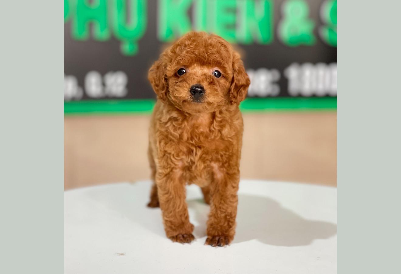 Poodle Tiny - Màu Nâu (MS 07)