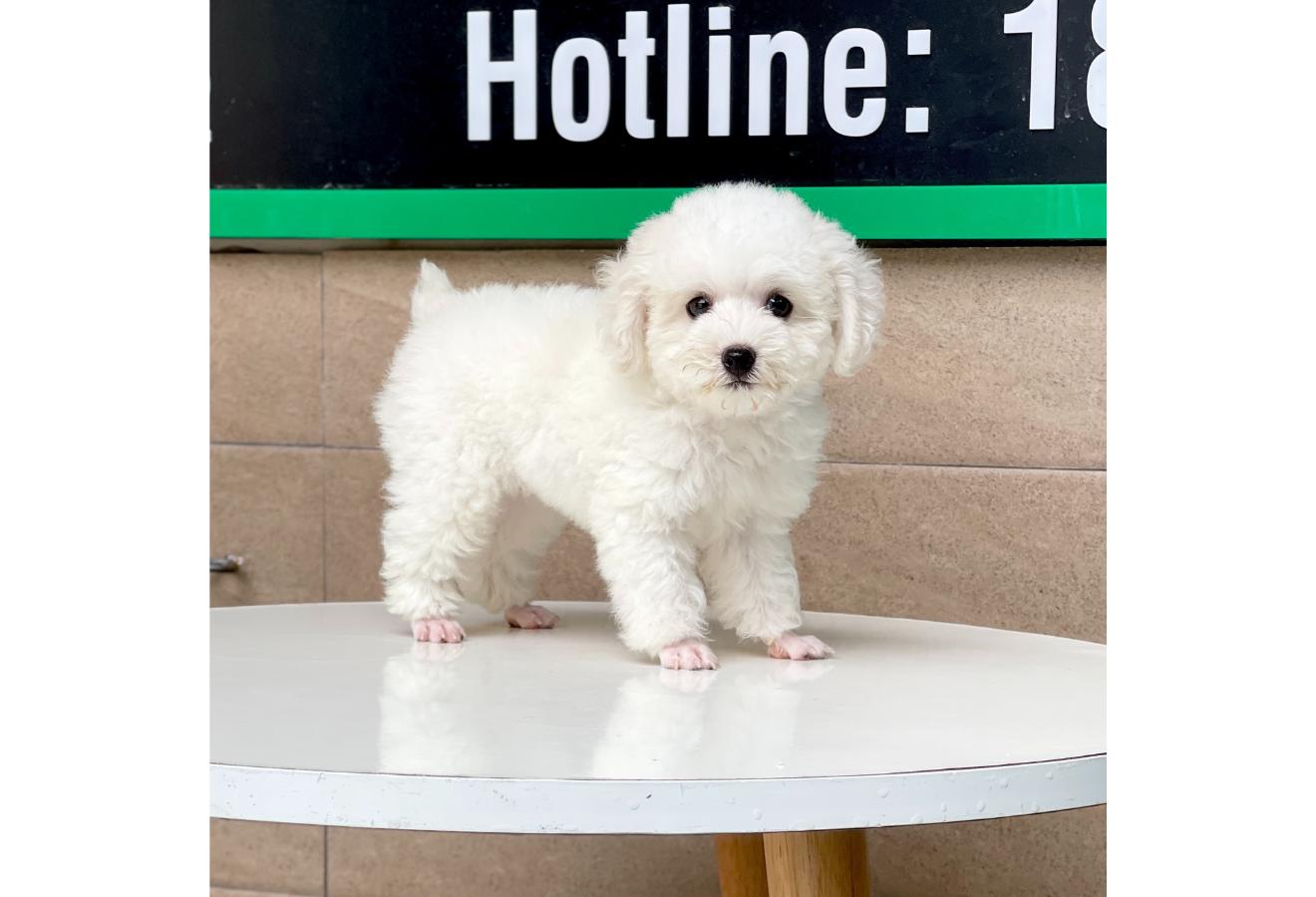 Poodle Toy - Màu Trắng (MS 01)