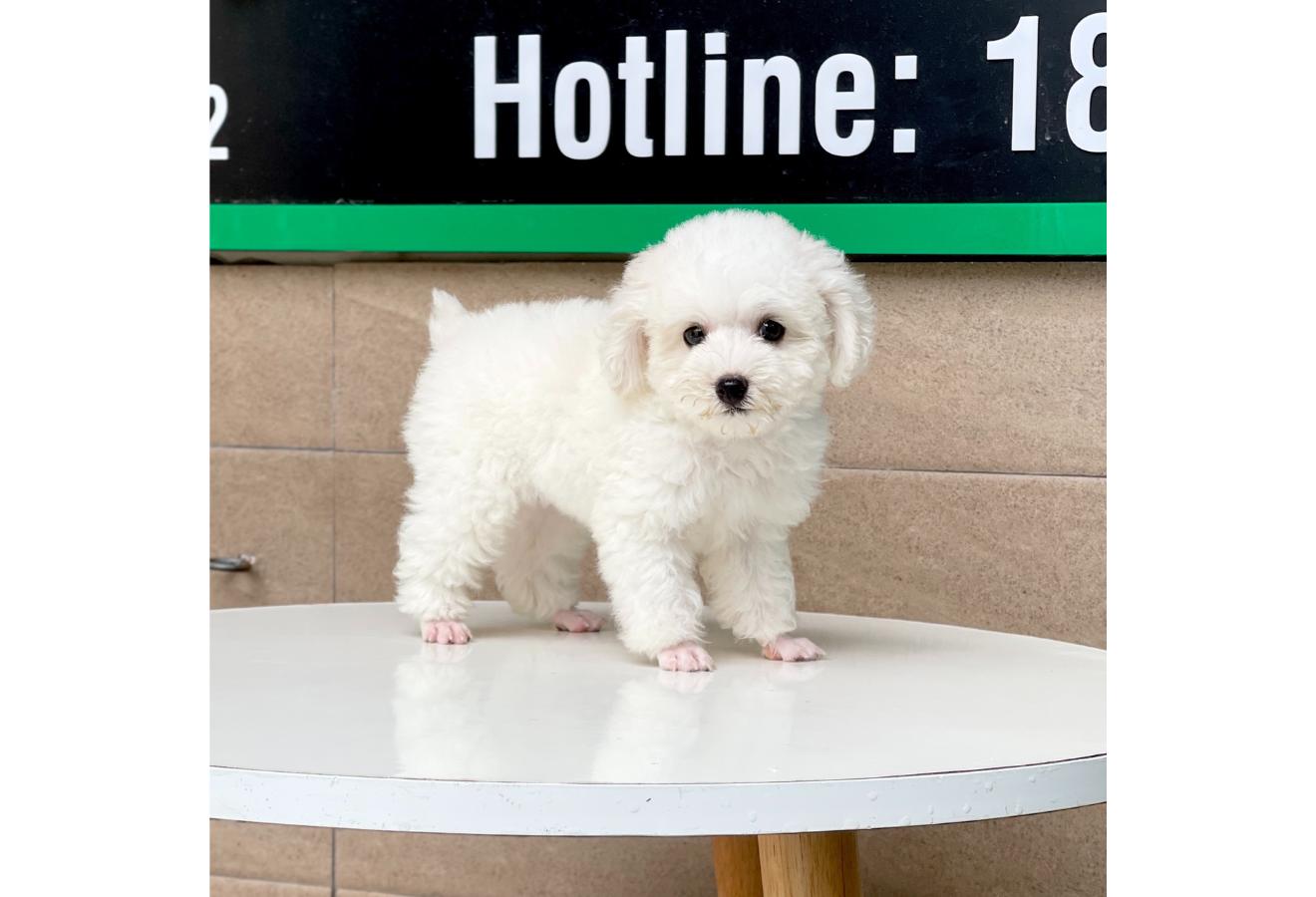Poodle Toy - Màu Trắng (MS 01)
