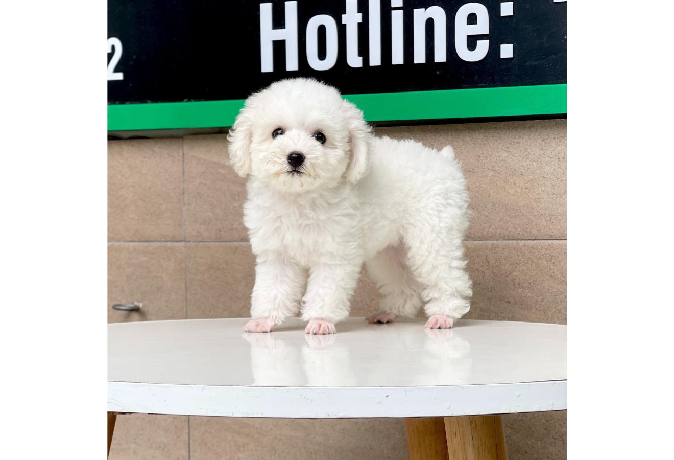 Poodle Toy - Màu Trắng (MS 01)