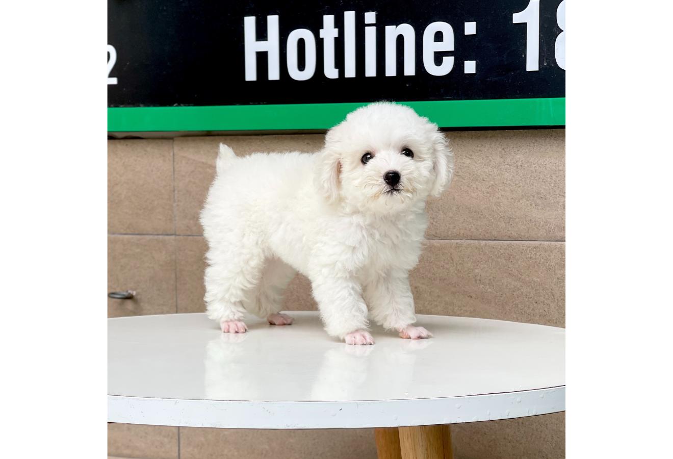 Poodle Toy - Màu Trắng (MS 01)