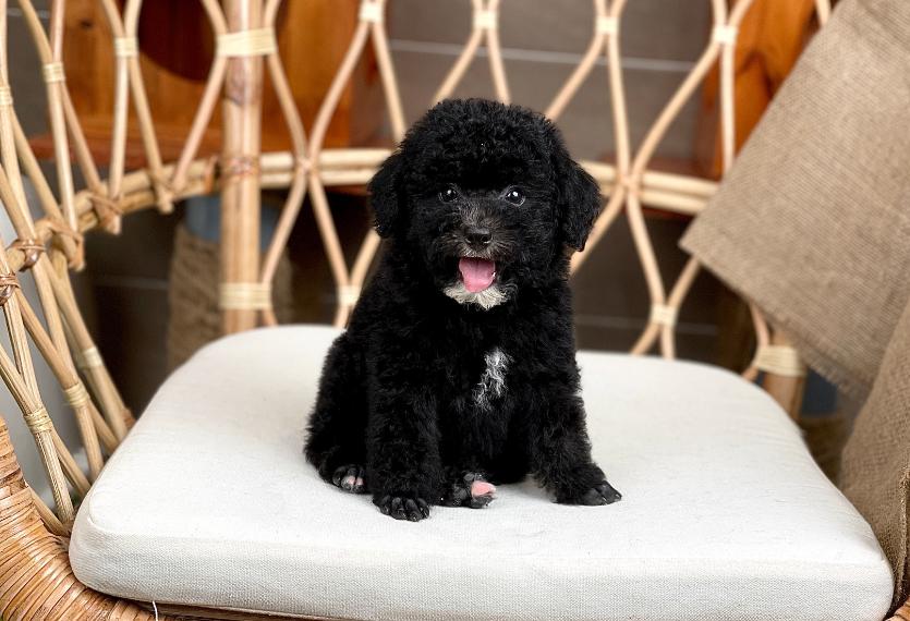 Poodle Toy - Màu Đen (MS 03)