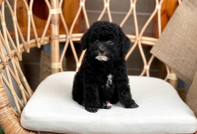 Poodle Toy - Màu Đen (MS 03)