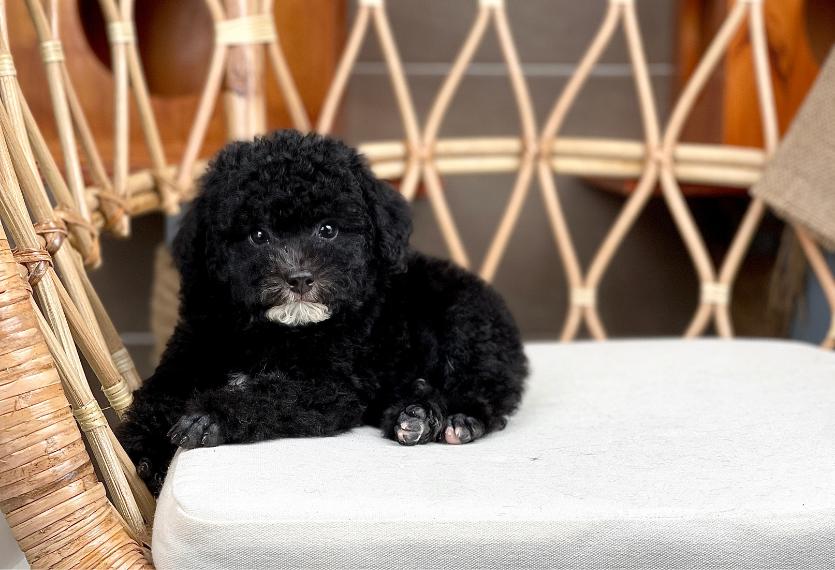 Poodle Toy - Màu Đen (MS 03)