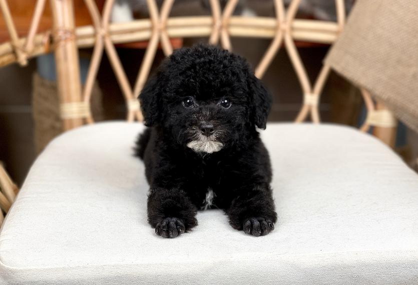Poodle Toy - Màu Đen (MS 03)