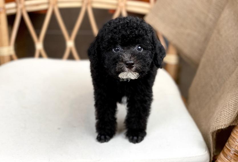 Poodle Toy - Màu Đen (MS 03)