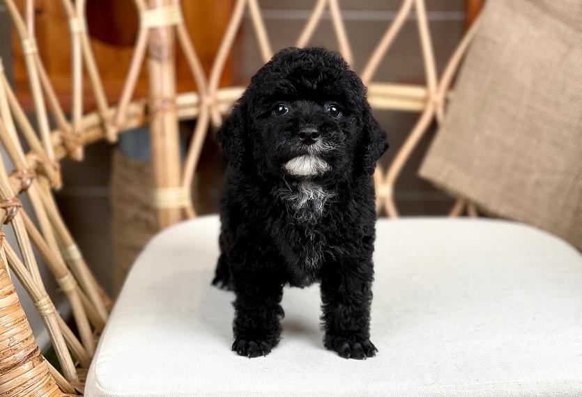 Poodle Toy - Màu Đen (MS 04)