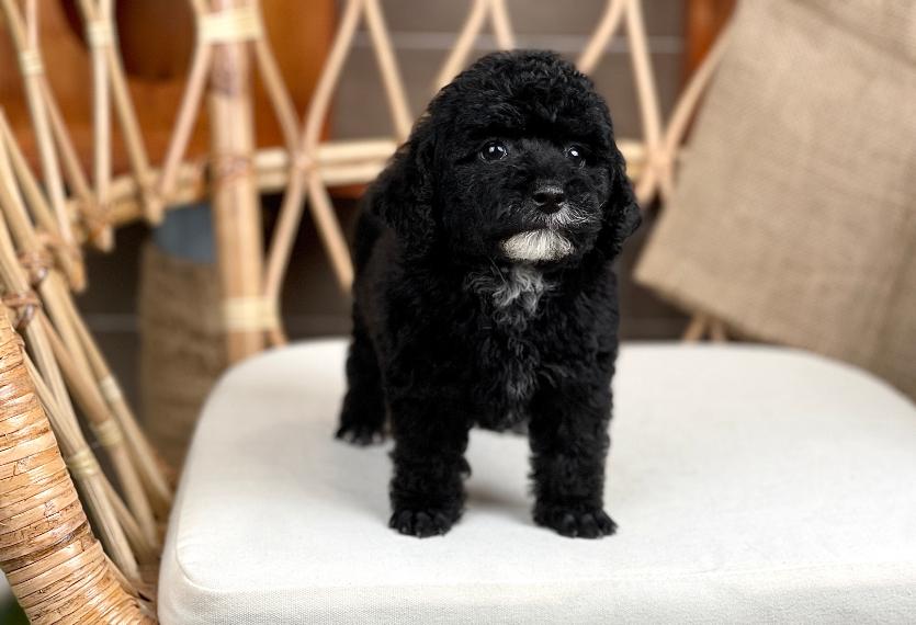 Poodle Toy - Màu Đen (MS 04)