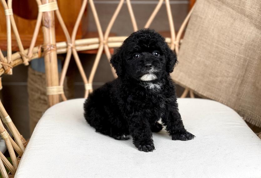 Poodle Toy - Màu Đen (MS 04)
