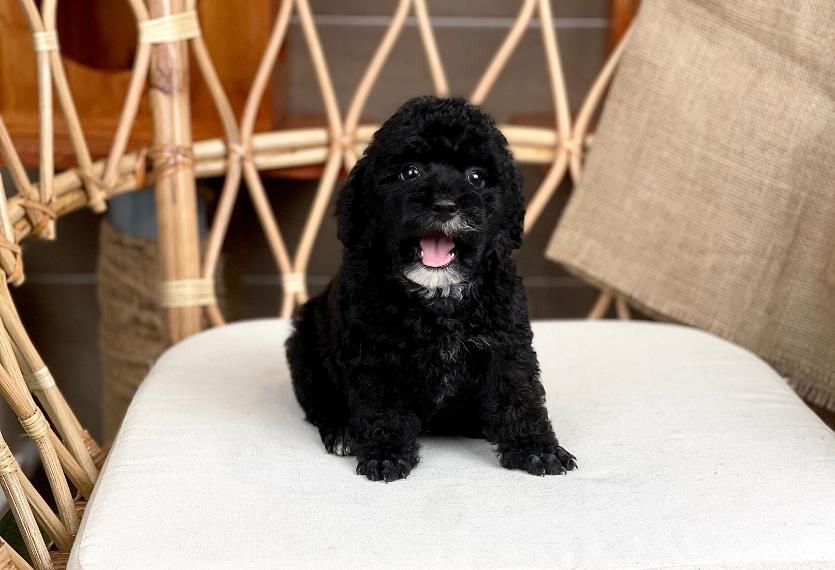 Poodle Toy - Màu Đen (MS 04)