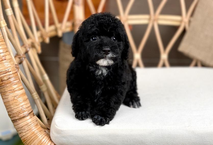 Poodle Toy - Màu Đen (MS 04)