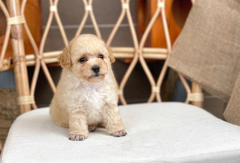 Poodle Toy - Màu Kem (MS 05)