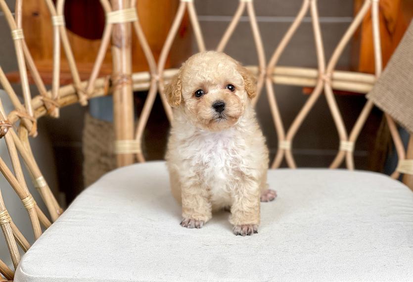Poodle Toy - Màu Kem (MS 05)