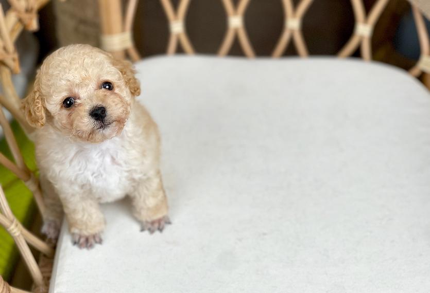 Poodle Toy - Màu Kem (MS 05)