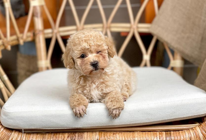 Poodle Toy - Màu Kem (MS 06)