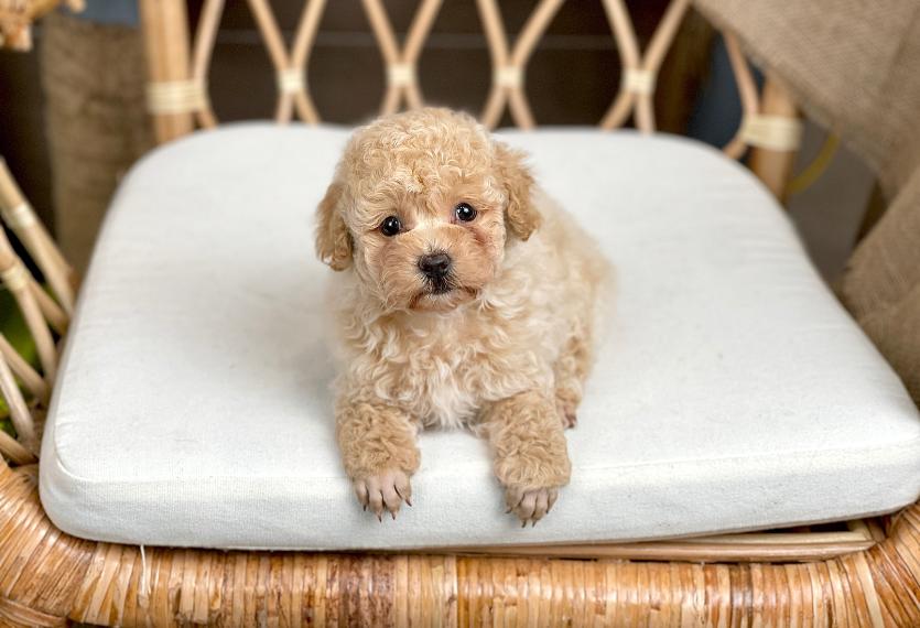 Poodle Toy - Màu Kem (MS 06)
