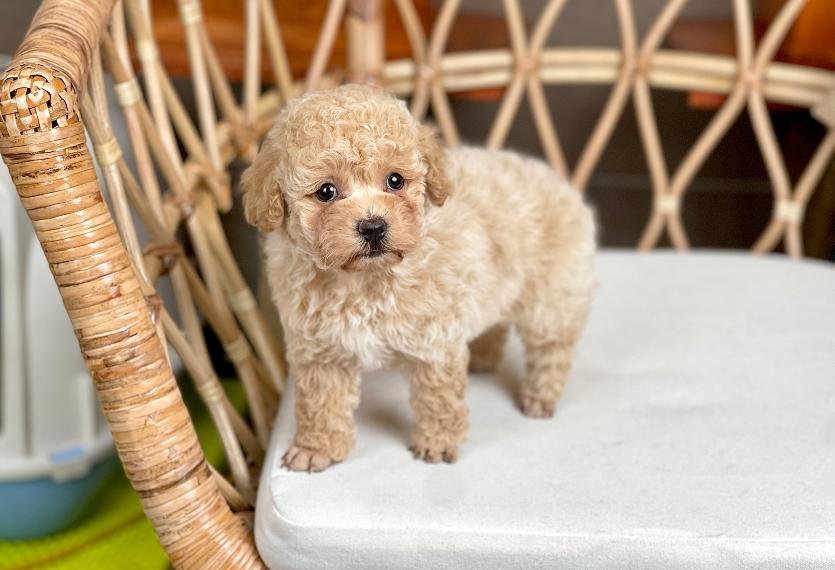 Poodle Toy - Màu Kem (MS 06)