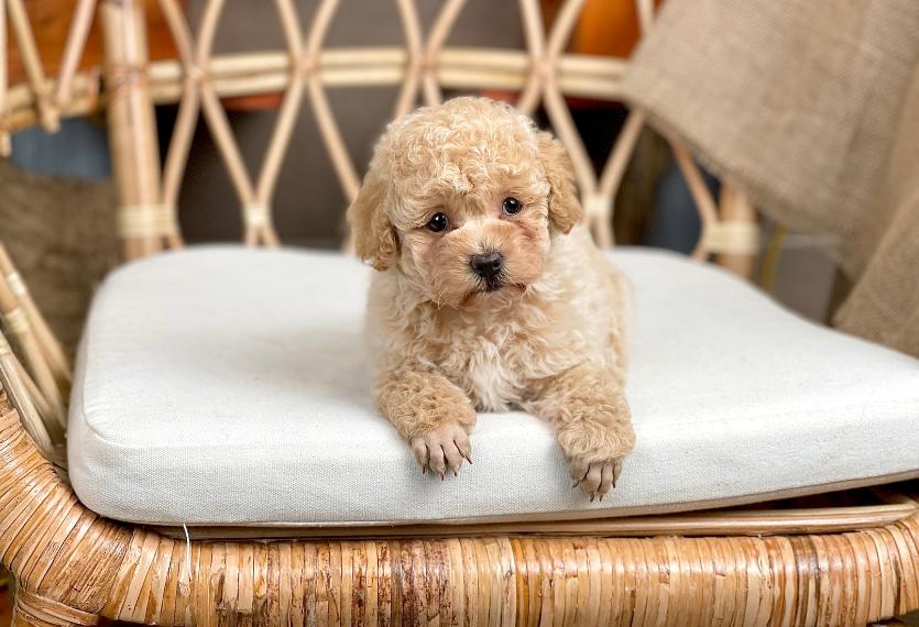 Poodle Toy - Màu Kem (MS 06)