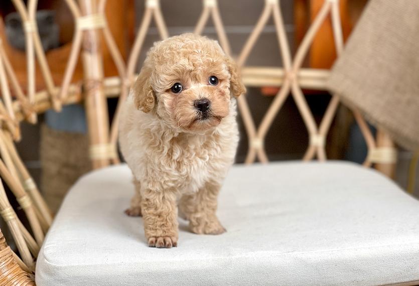 Poodle Toy - Màu Kem (MS 06)