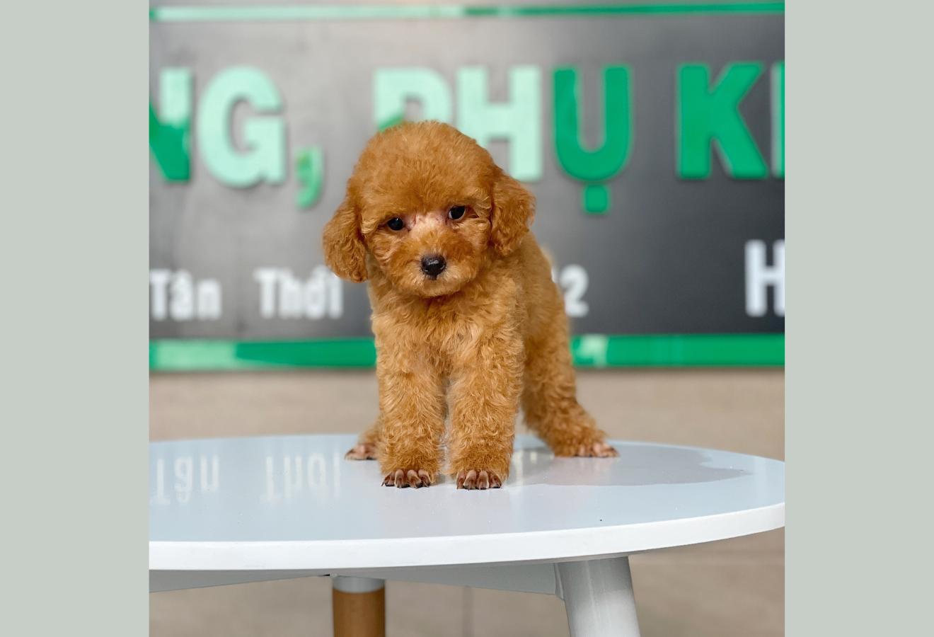 Poodle Toy - Màu Mơ (MS 06)