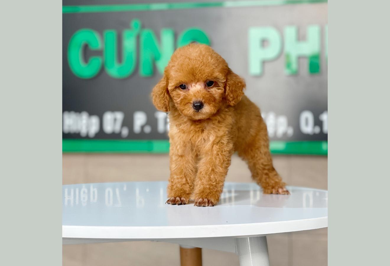 Poodle Toy - Màu Mơ (MS 06)