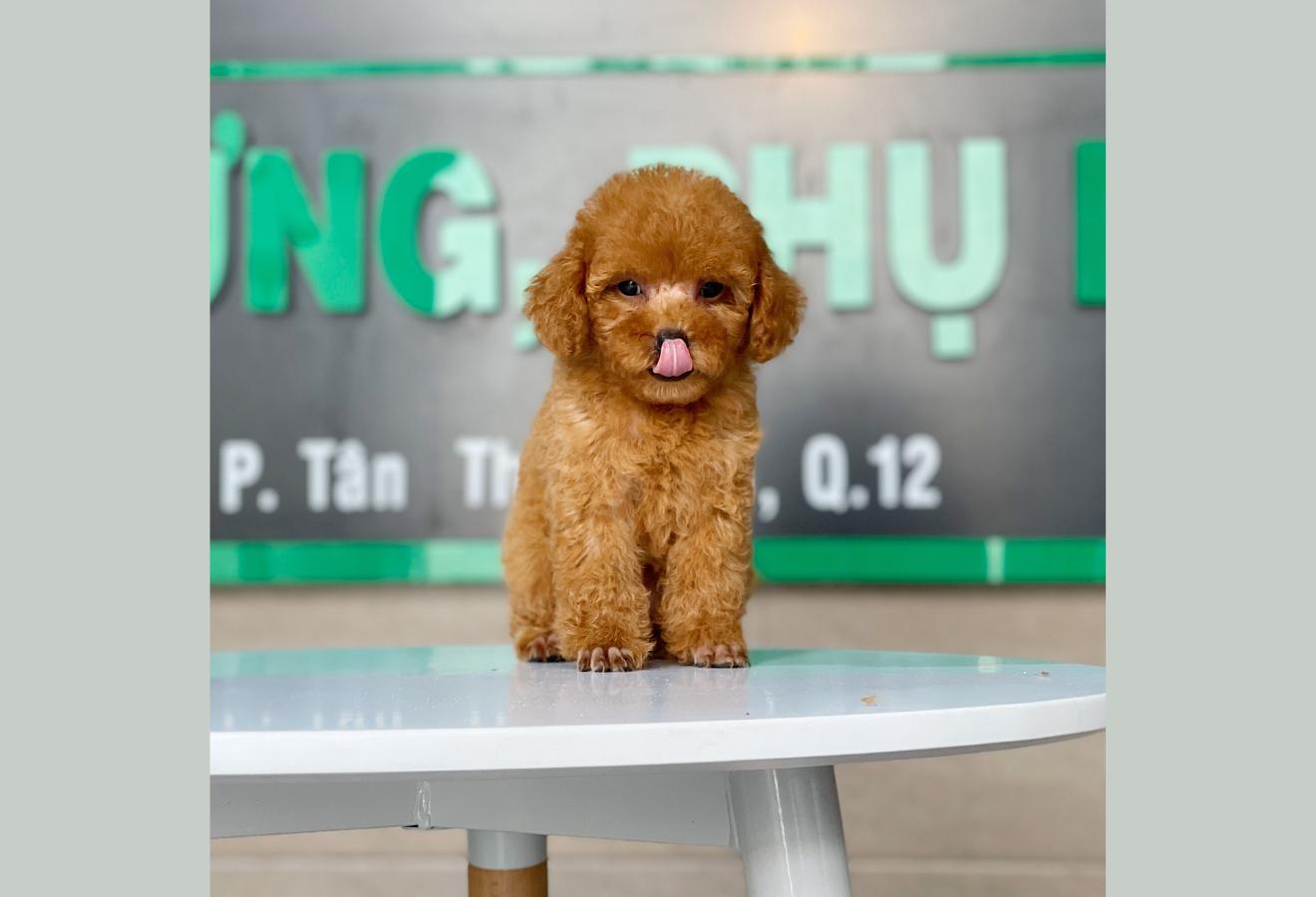 Poodle Toy - Màu Mơ (MS 06)