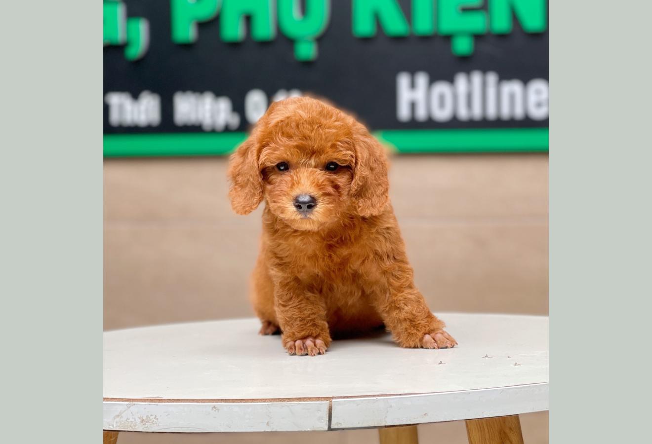 Poodle Toy - Màu Nâu (MS 17)