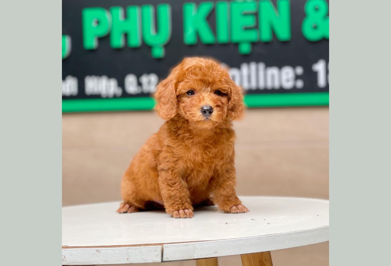 Poodle Toy - Màu Nâu (MS 17)