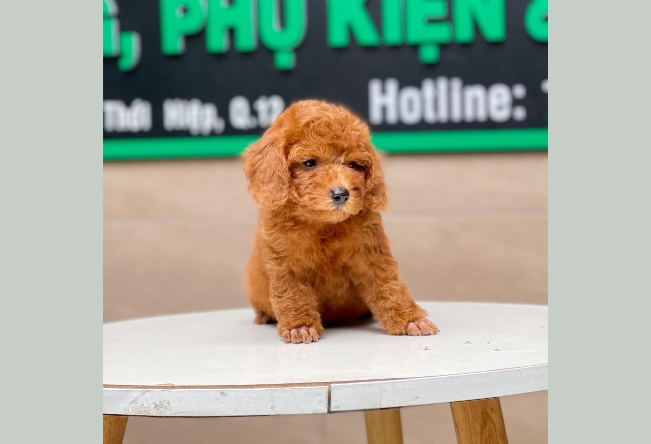 Poodle Toy - Màu Nâu (MS 17)