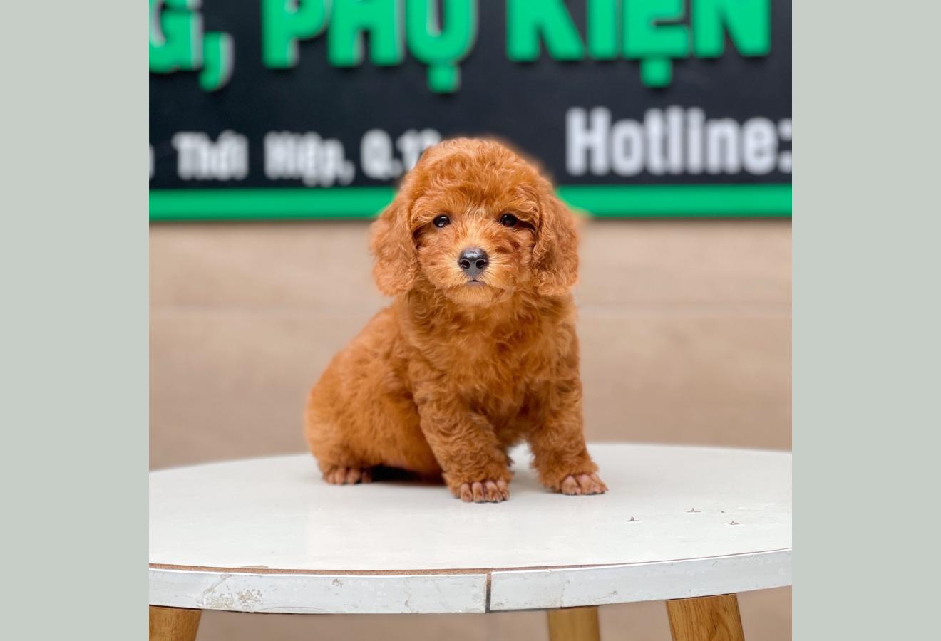 Poodle Toy - Màu Nâu (MS 17)