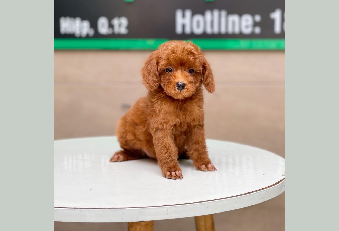 Poodle Toy - Màu Nâu (MS 18)