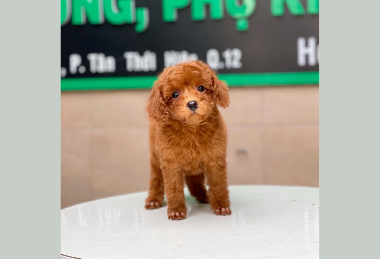 Poodle Toy - Màu Nâu (MS 18)