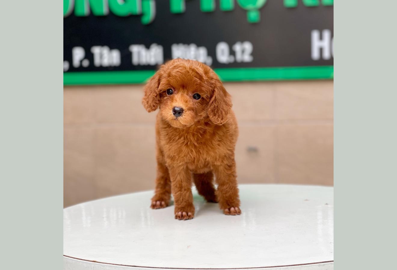 Poodle Toy - Màu Nâu (MS 18)