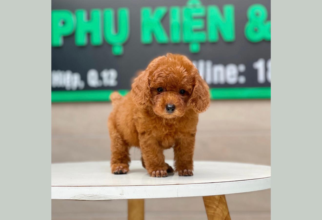 Poodle Toy - Màu Nâu (MS 19)